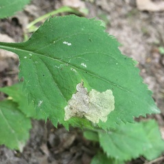 Sumitrosis inaequalis