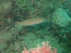 Ctenolabrus rupestris