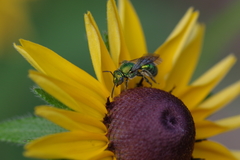 Augochloropsis viridula