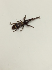 Arrhenodes minutus