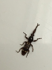 Arrhenodes minutus