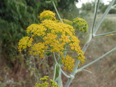 Ferula glauca