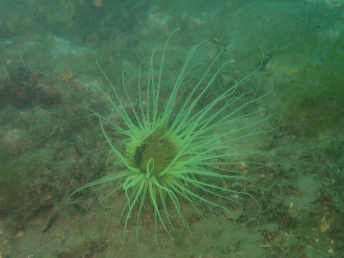 Cerianthidae