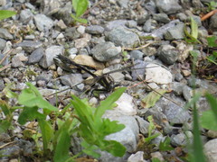 Phanogomphus descriptus