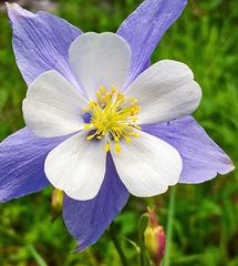 Aquilegia coerulea coerulea