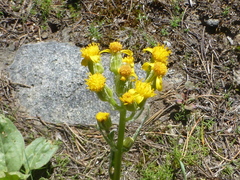Senecio integerrimus major
