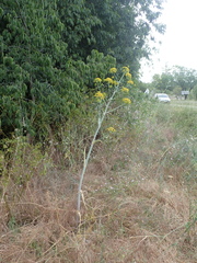 Ferula glauca