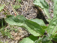 Senecio integerrimus major
