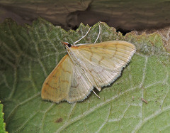 Paratalanta hyalinalis