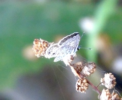 Leptotes cassius cassidula