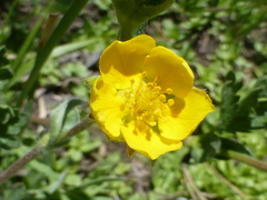 Potentilla flabellifolia