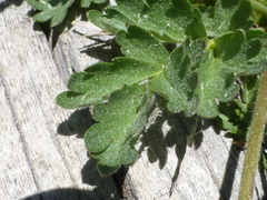 Potentilla flabellifolia
