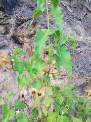 Cistus populifolius