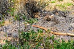 Masticophis flagellum piceus