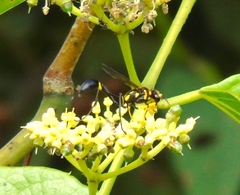 Sceliphron fistularium