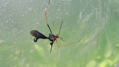Ctenophora apicata