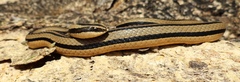 Conophis vittatus