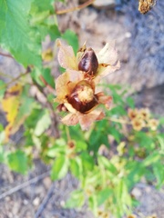 Cistus populifolius
