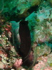Phallusia fumigata