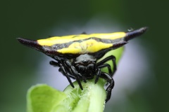 Gasteracantha diadesmia