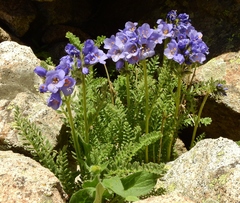 Polemonium confertum