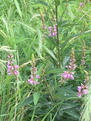Desmodium canadense