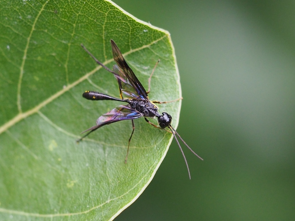 Pristaulacus comptipennis