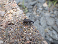 Sphenophorus zeae
