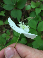 Anemonastrum deltoideum