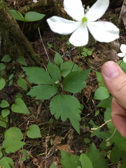 Anemonastrum deltoideum