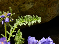 Polemonium confertum