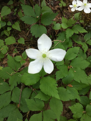 Anemonastrum deltoideum