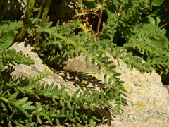 Polemonium confertum
