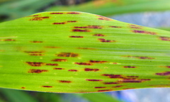 Puccinia nakanishikii