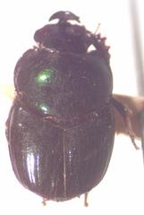 Onthophagus tapirus