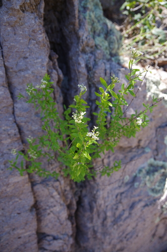 Image of Fendlerella utahensis by (c) Eric Knight, some rights reserved (CC BY)