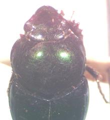 Onthophagus tapirus