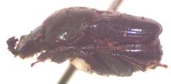 Onthophagus tapirus