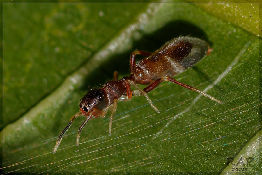 Synemosyna aurantiaca