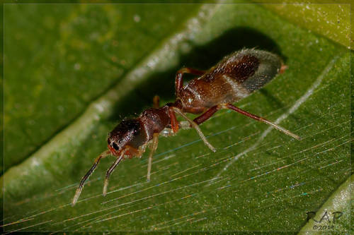Synemosyna aurantiaca