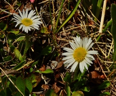 Erigeron grandiflorus