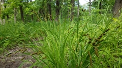 Carex shortiana