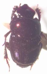 Onthophagus tapirus