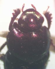 Onthophagus tapirus