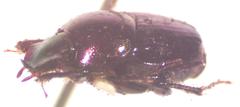 Onthophagus tapirus