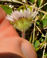 Erigeron grandiflorus
