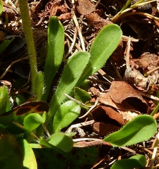 Erigeron grandiflorus