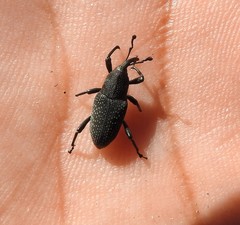 Rhodobaenus