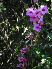 Angiospermae