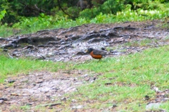 Turdus migratorius image